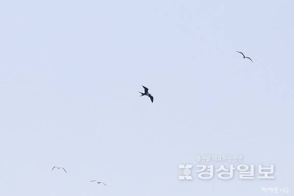 울산 대왕암공원 앞바다서 ‘군함조’ 포착