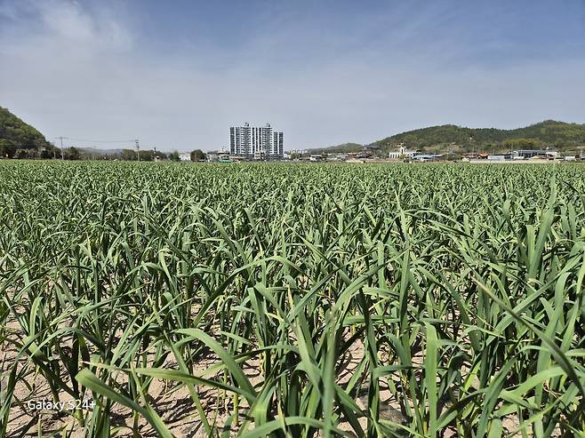 의성읍 도동리 일대 생육이 한창 진행되고 있는 마늘밭 전경. /이병길 기자