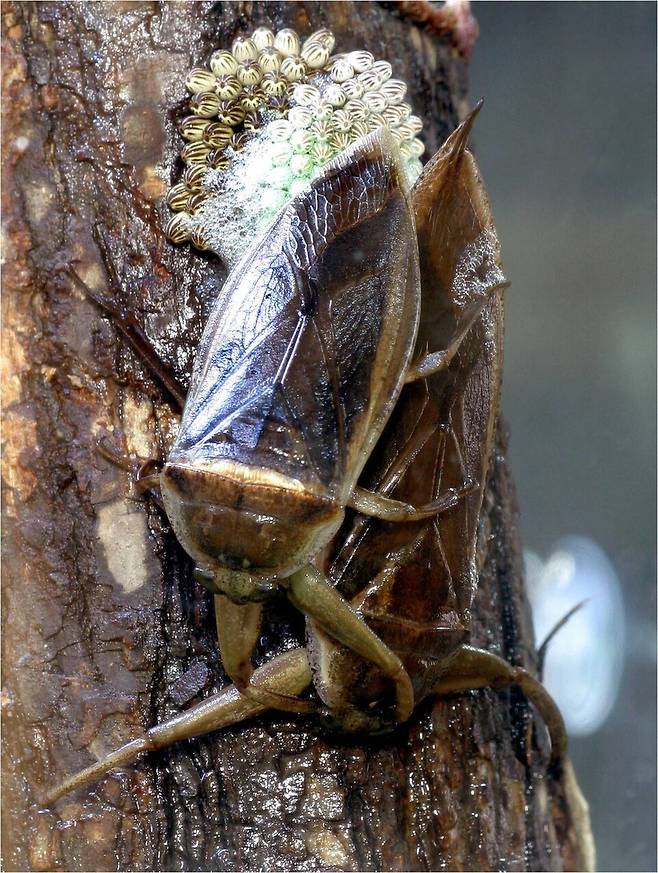 장군이. (사진 이강운 대기자)/뉴스펭귄