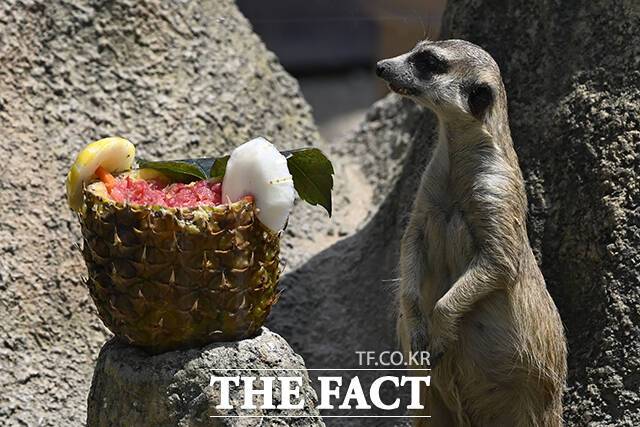 서울대공원은 동물 스트레스 완화를 위해 행동 풍부화와 훈련 기반 관리를 한다. 사진은 경기 과천시 서울대공원 동물원에서 미어캣이 사육사들이 준비한 특식을 먹고 있는 모습. /더팩트 DB