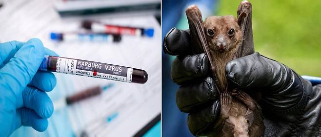 마버그 바이러스 감염자의 혈액(왼쪽)과 이집트과일박쥐(오른쪽). 박쥐는 이 바어리스의 숙주이다. 인간이 마버그 바이러스에 감염되면 치명적인 출혈열에 걸린다./게티이미지