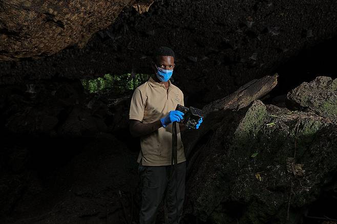 보스코 아투크와트세(Bosco Atukwatse ) 연구원이 우간다의 파이썬 동굴에서 카메라를 설치하고 있다. 이 카메라에 박쥐와 접촉한 야생동물들이 포착됐다./캄부라 사자 프로젝트
