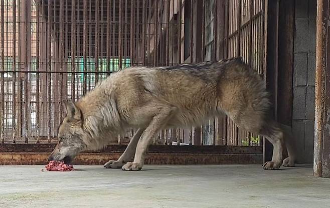대전오월드에서 탈출했다 9일 만인 지난 17일 생포돼 돌아온 늑대 '늑구'가 20일 오후 2시 닭고기와 소고기 분쇄육을 먹고 있다. 2026.4.20 /사진=연합뉴스