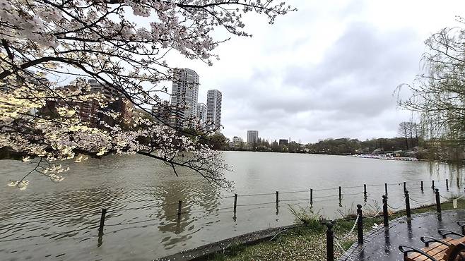우에노 공원에 있는 시노바즈이케 연못. [사진 김정탁]