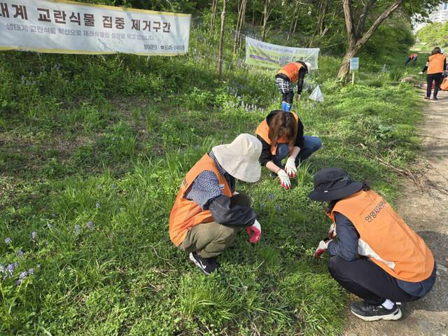 우리마을 탄소중립 실험실 리빙랩 참여 시민들이 학의천 일대에서 생태계 교란종을 퇴치하고 있다. 안양시 제공