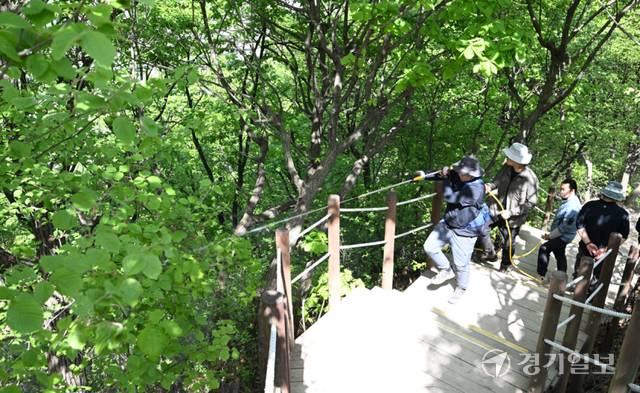 22일 인천 계양산 정상에서 김동건 삼육대학교 교수와 관계자들이 붉은등우단털파리(러브버그) 개체수 저감을 위해 미생물 제제 BTI를 살포하고 있다. 조병석기자