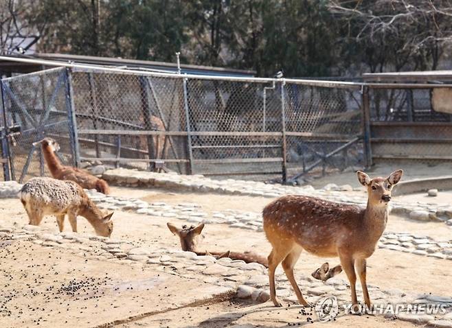 사슴. 기사와 관련없음. [연합뉴스]