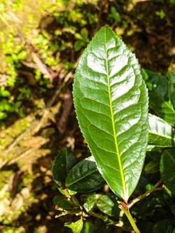윈난 3대 원종 중 하나인 이우녹아 찻잎 성체.