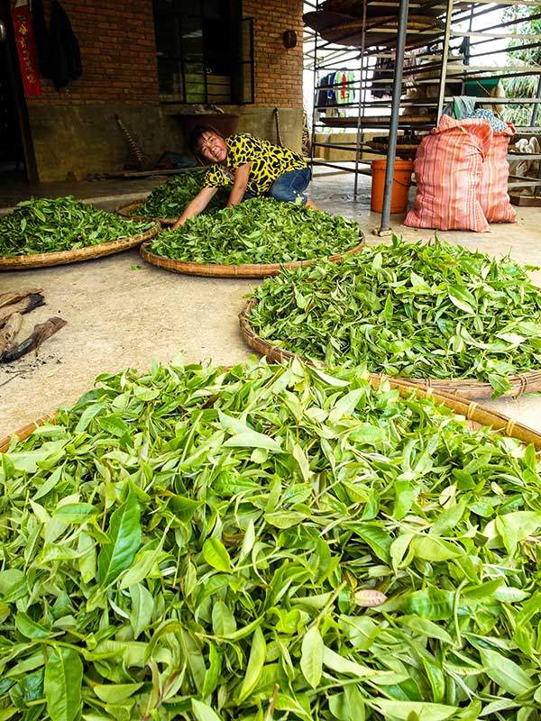 차를 덖기 전에 시들리기를 하는 이족 마을 주민.
