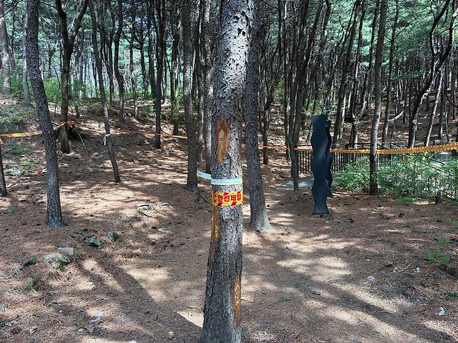 소나무재선충병 감염목 [서울시 제공. 재판매 및 DB 금지]