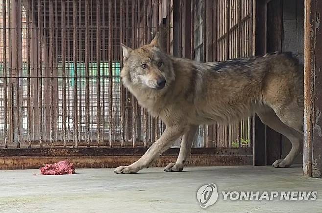 분쇄육 먹으며 두리번거리는 늑구 (대전=연합뉴스) 대전오월드에서 탈출했다 9일 만인 지난 17일 생포돼 돌아온 늑대 '늑구'가 20일 오후 2시 닭고기와 소고기 분쇄육을 먹다가 주변을 두리번거리고 있다. 2026.4.20 [대전오월드 제공. 재판매 및 DB 금지] swan@yna.co.kr