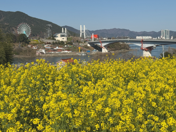 늑도 유채밭에서 바라본 사천바다케이블카 초양도정류장과 초양마을. /이서후 기자