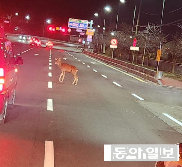 2024년 11월 9일 밤 11시 35분경 경기 의왕시 청계동 지방 57호선 도로에서 발견된 사슴. 경기소방 대원 8명이 출동해 2시간여 만에 마취총으로 포획했다. 경기소방 제공