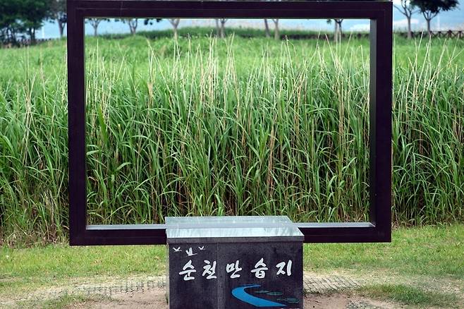 전남 순천만 습지. 사진 출처 : 기후에너지환경부