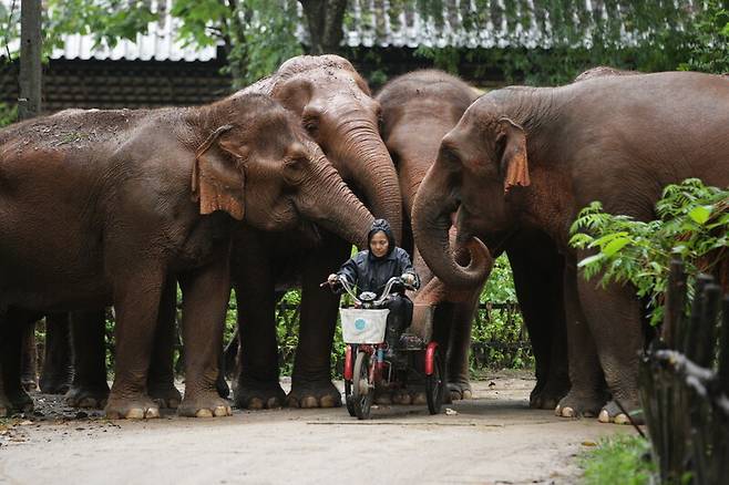 생드안 렉 차일러트 코끼리자연보호소 대표가 코끼리와 함께 시간을 보내고 있다. 코끼리자연보호소 제공