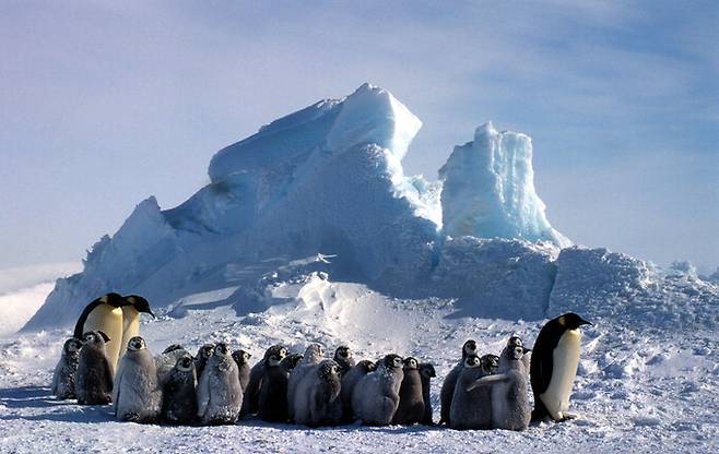 남극 도슨-램턴 빙하에서 눈 폭풍 이후 혹한을 견디는 황제펭귄과 새끼들. Fritz Pölking/세계자연기금 제공