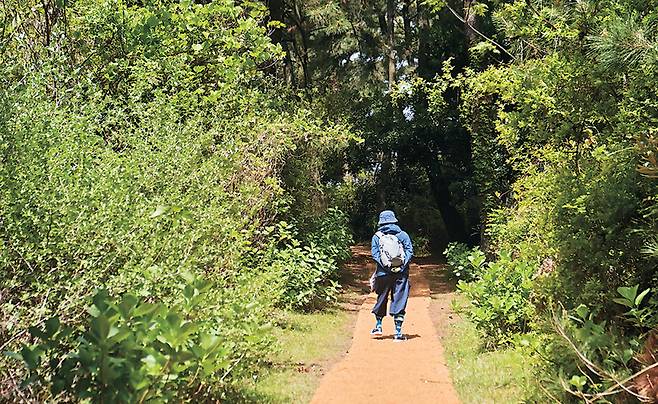 제주 올레길 1코스 말미오름 가는 길. 이 코스의 거의 유일한 오르막길이다.