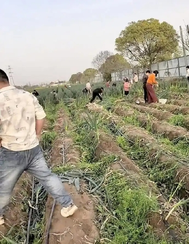 가짜 영상을 믿고 대파를 뽑아가고 있는 사람들. 연합뉴스