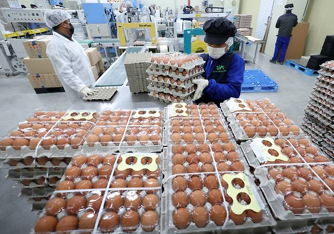 한국농수산식품유통공사(aT)는 4월 16일 태국산 신선란 수입을 통해 국내 계란 수급 안정과 소비자 가격 부담 완화에 나선다고 밝혔다. 사진은 충남 당진시 농업회사법인 한솔루트원에서 직원들이 태국산 신선란 선별·포장 작업을 하는 모습. 뉴시스