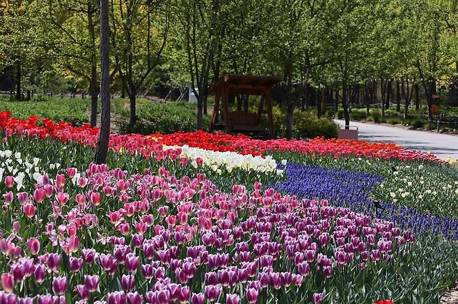 국립백두대간수목원 진입광장에 꽃이 활짝 핀 모습./백두대간수목원 제공