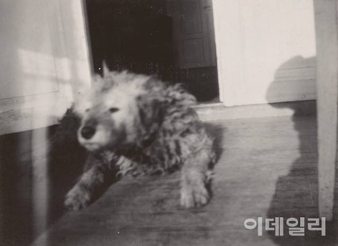 에드바르 뭉크가 촬영한 강아지 핍스. 1916년 노르웨이 오슬로 외곽 에클리 농장에 작업실을 마련하고 그림에만 몰두했던 시절이다. 당시 강아지 핍스가 거의 유일한 가족이자 친구였다. 기술혁신에 관심이 컸던 뭉크는 카메라를 구입한 뒤 사진 찍는 재미에 푹 빠졌다. 자신을 찍은 ‘셀카’를 비롯해 적잖은 사진을 찍고 남겼다. 뭉크미술관(노르웨이 오슬로) 소장.