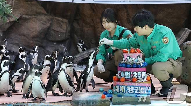 세계 펭귄의 날을 하루 앞둔 24일 경기 용인시 처인구 에버랜드 펭귄아일랜드에서 주키퍼들이 아프리카 펭귄들에게 양미리가 올라간 케이크를 특식으로 주고 있다. ⓒ 뉴스1 김영운 기자