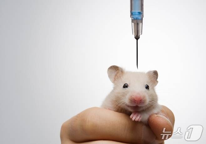 실험쥐(사진 클립아트코리아) ⓒ 뉴스1