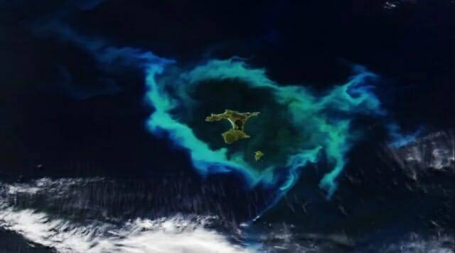 2026년 1월 채텀 제도 주변을 식물성 플랑크톤이 밝은 후광처럼 둘러싸고 있는 모습이 우주에서 포착됐다. (이미지=NASA/NOAA)