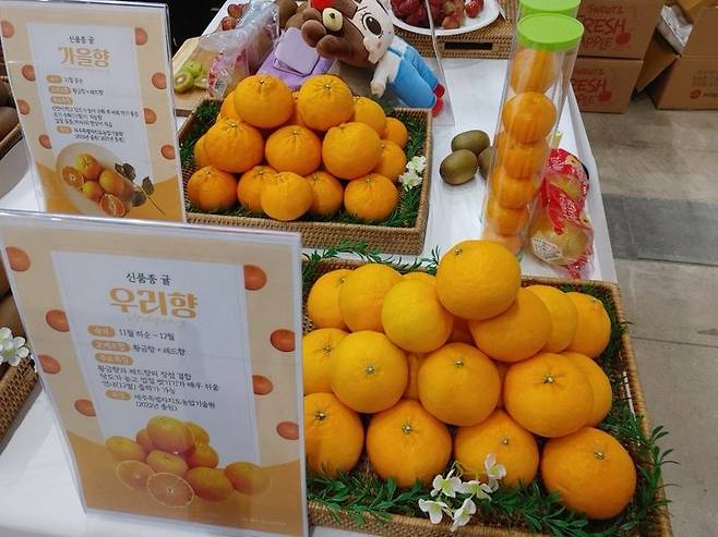 제주 육성 만감류 가을향과 우리향이 품종 안내문과 함께 전시돼 있다. 신품종 만감류 4종의 평균 출하가격은 1㎏당 6500원~1만원으로 기존 만감류보다 높은 가격대를 보였다. /사진=제주특별자치도 제공