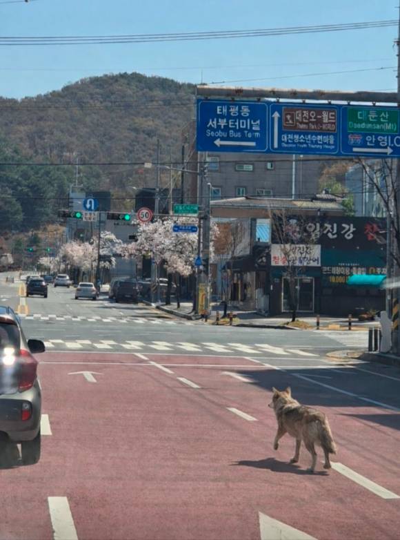 대전 오월드 동물원의 늑대 '늑구'의 탈출 직후, 인공지능(AI)을 이용해 늑구의 가짜 사진을 유포한 40대가 경찰에 붙잡혔다. 사진은 AI로 조작된 이미지. [사진=대전소방본부]