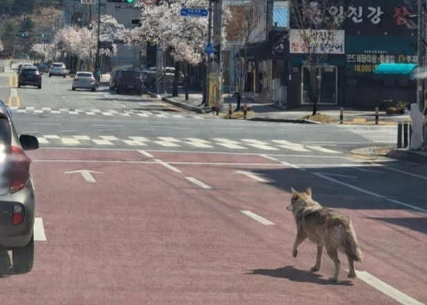 ▲ AI로 조작한 가짜 늑구 사진. SNS 캡쳐