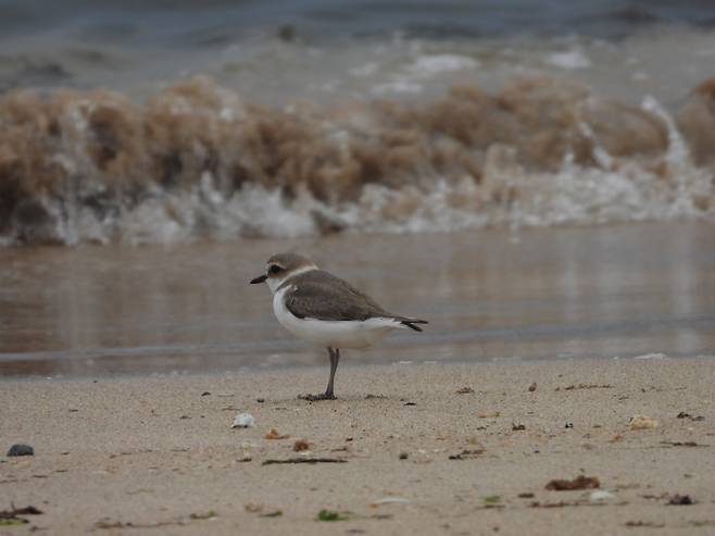 구좌읍 하도리에서 포착한 흰물떼새. 김완병 제주학연구센터장 제공