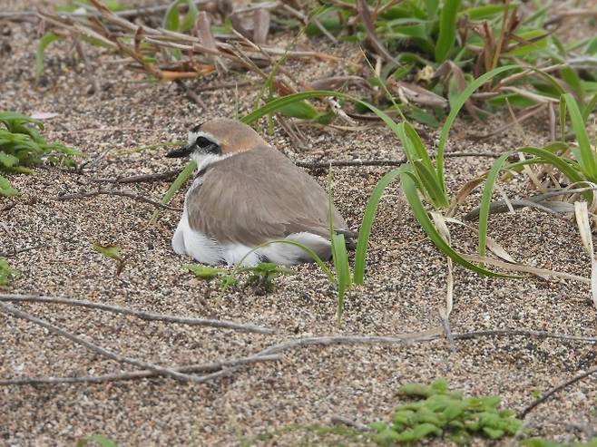 사계해안사구에서 알을 품고 있는 흰물떼새 모습. 김완병제주학연구센터장 제공