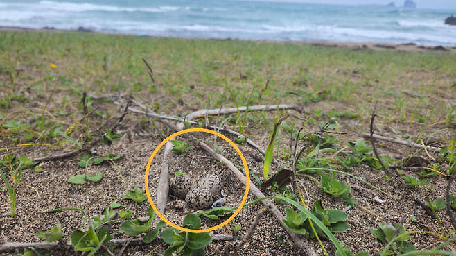 흰물떼새가 모래밭에 낳은 알. 모래색깔과 비슷하게 생겼다. 김완병 제주학연구센터 제공