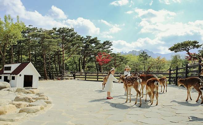 켄싱턴리조트 설악밸리 사슴 먹이주기 체험         사진제공 켄싱턴호텔앤리조트