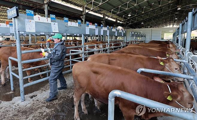 1분기 소·돼지·오리 사육 감소… 닭 육용계 늘고 산란계 줄어 [연합뉴스 자료사진. 재판매 및 DB금지]
