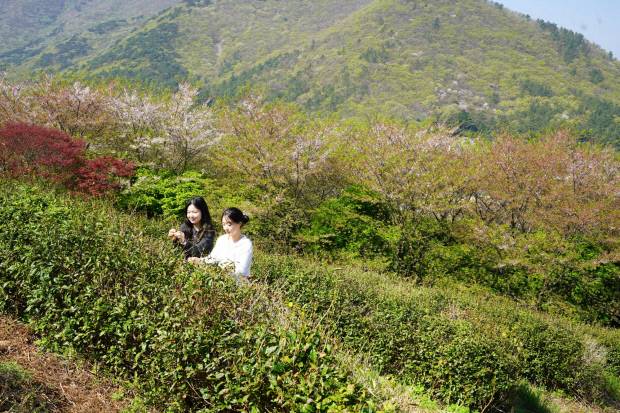 해남군 두륜산 녹차체험장. 해남군 제공