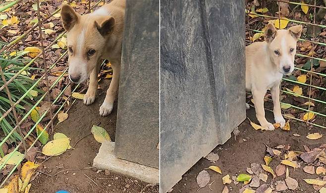 숨기만 하던 밤비. ⓒ 유재연