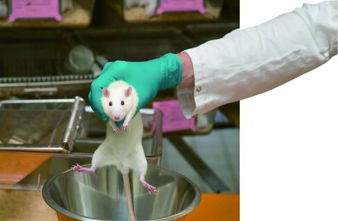실험에 투입되기 전 몸무게를 재는 마우스. 휴메인 월드 포 애니멀즈 제공