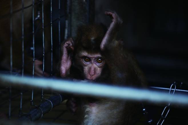 원숭이는 뇌를 감싸는 뼈인 두개골과 뇌 구조가 사람과 비슷해 뇌에 장치를 심는 E등급 실험에 쓰인다. 게티이미지뱅크 제공