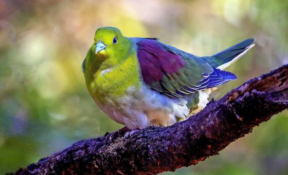울산 남구에 위치한 울산대공원에서 국내 발견이 힘든 희귀 새인 '녹색비둘기'가 포착됐다. 짹짹휴게소 윤기득 사진작가가 촬영한 녹색비둘기 모습. 사진은 지난해 울산시를 통해 제공된 것이다. 뉴스1