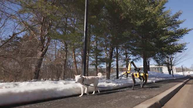 강아지를 산책 시키고 있는 현대자동차 그룹의 로봇 개 ‘스팟’ (출처: 보스턴 다이내믹스 유튜브)