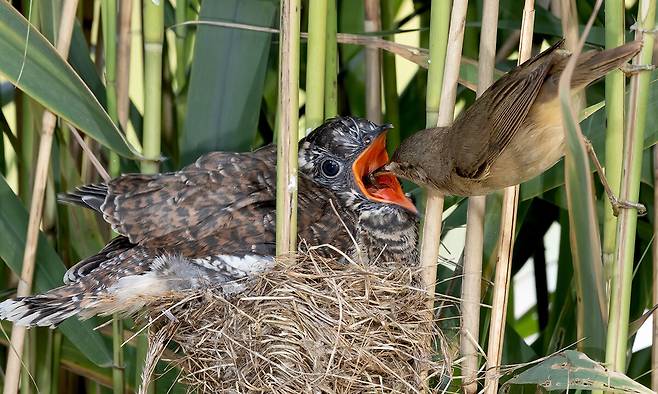 남의 자식인 줄 모르고 자신보다 몸집이 훨씬 큰 뻐꾸기 새끼에게 먹이를 주고 있는 개개비. 세종서적 제공