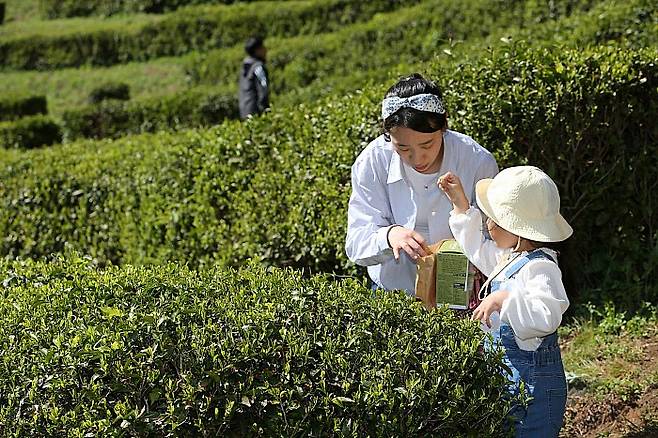 보성다향대축제(지난해)에서 찻잎따기 체험을 하고 있다.<보성군 제공>