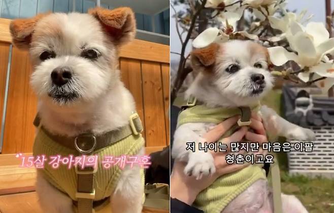 15살 노견 '봄이'가 공개적으로 남자친구를 찾는다는 영상이 인기를 끌고 있다(인스타그램 ohmy_bom 제공). ⓒ 뉴스1