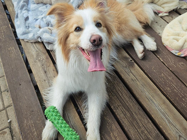 원반과 공 물어오기, 터그놀이를 좋아하는 레몬. 동물과함께행복한세상 제공