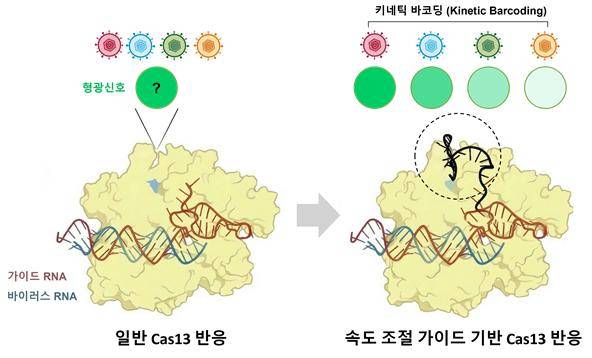 &nbsp;크리스퍼 Cas13 효소의 반응 속도를 이용한 키네틱 바코딩 개념도. 오른쪽 점선 영역은 반응 속도 조절을 위해 변형된 가이드 RNA 영역을 나타냄. KAIST