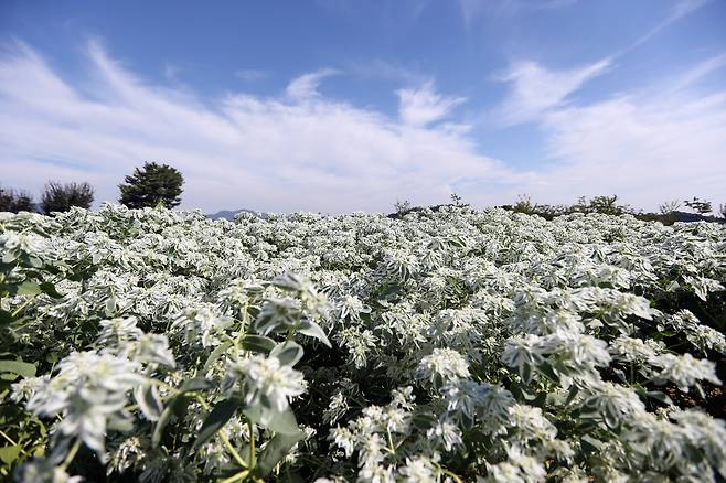 설악초가 활짝 피어 있는 벌판. ⓒ연합뉴스