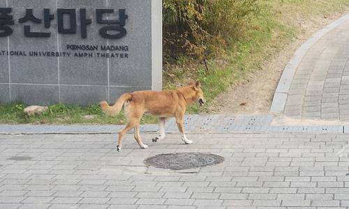 서울대 관악캠퍼스 버들골 풍산마당 인근을 활보 중인 들개 [촬영 홍준석]