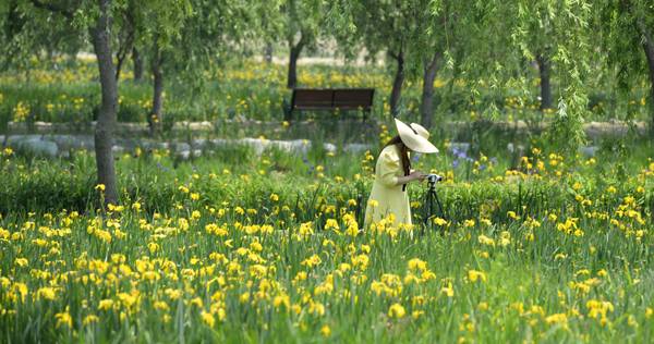 창포원에 조성된 꽃밭에서 관광객이 기념촬영을 하고 있다. / 거창군